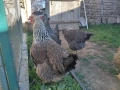 Катунски кокошки, снимка 2