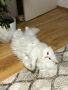 Бял персийски котарак за разплод, снимка 6