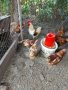 Продавам петли и кокошки носачки  ломан браун, снимка 7