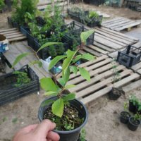 Каликарпа - Налични 2 вида Бяла - Callicarpa dichotoma Albibacea Лилава -Callicarpa dichotoma 'Issai, снимка 7 - Разсади - 42145705