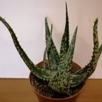 Алое/Aloe saponaria/, снимка 2 - Стайни растения - 41353912