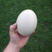 Продаваме щраусови яйца, снимка 1 - други­ - 41509861