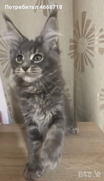 Мейн куун женско, снимка 1