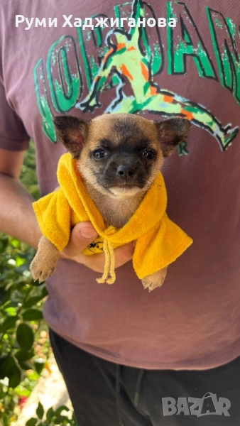 Мъниче чихуахуа, снимка 1