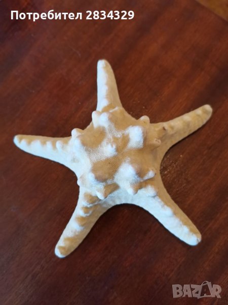 Морска звезда от тропически морета, снимка 1