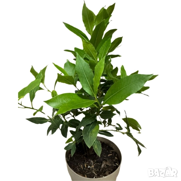 дафиново дръвче , снимка 1