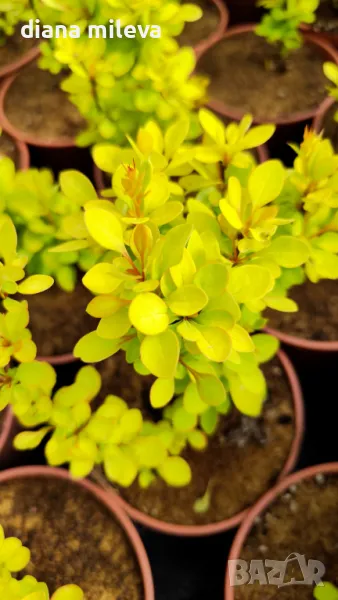 Берберис Мария, студоустойчив, снимка 1