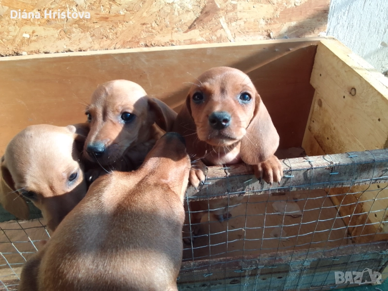 Едно мъжко чистокръвно бебе дакел.Кучето е ваксинирано и обезпаразитено!, снимка 1