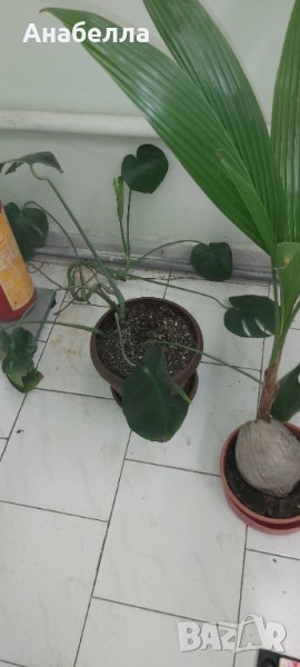 Цвете монстера, снимка 1