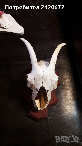 Череп с рога, снимка 1