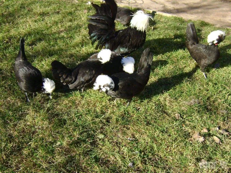 Яйца от холандски качулати кокошки, снимка 1