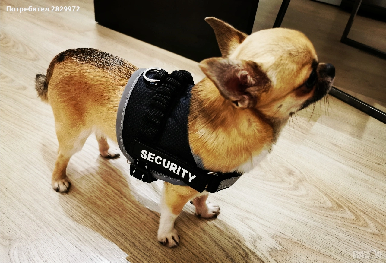 Родословно чихуахуа за разплод, снимка 1