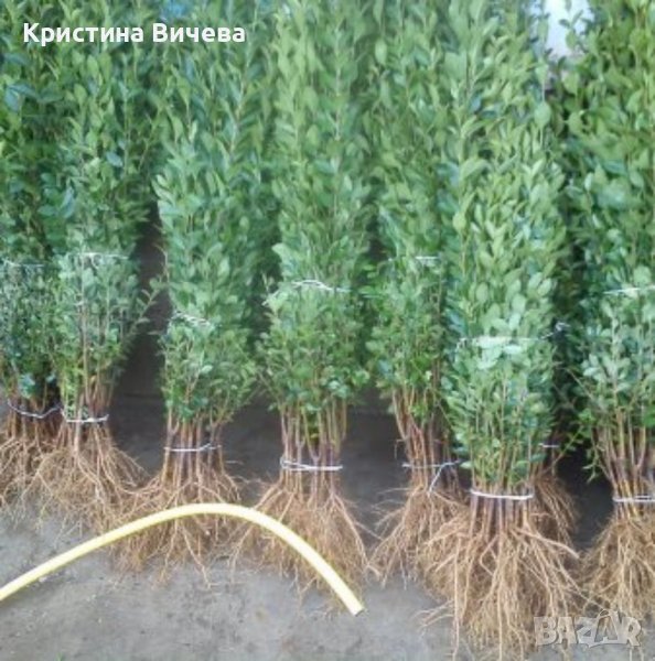 Лигуструм - Жив-плет (0.70)за 1бр., снимка 1