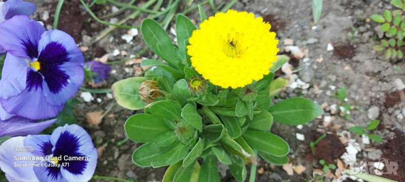 Продавам разсад и семена кичест Невен, снимка 1