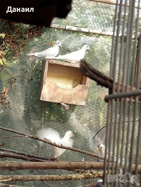 Сенегалски гугутки, снимка 1