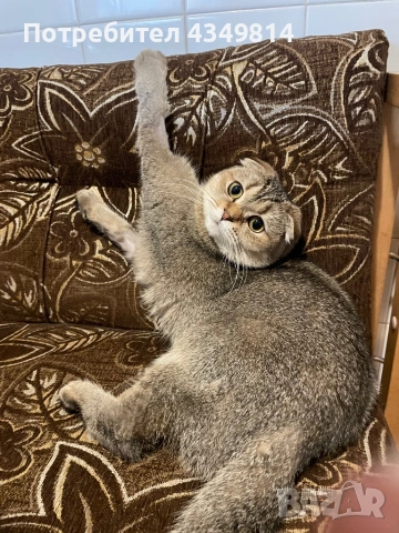 Шотландска клепоуха за разплод