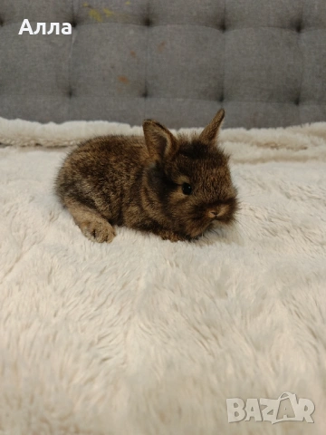 Декоративни зайчета, рекс и лъва глава. , снимка 5 - Декоративни зайчета - 53395644