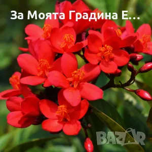 Жасмин 4 цвята , снимка 6 - Разсади - 49491630