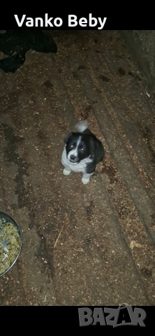 Последното каракачанско мъжко на 41 дена, снимка 3 - Каракачанска овчарка - 53380438