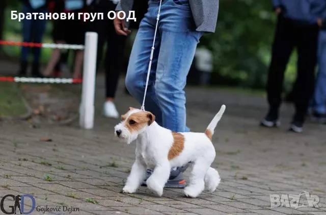 Джак Ръсел териер с родословие., снимка 9 - Джак ръсел териер - 49411595