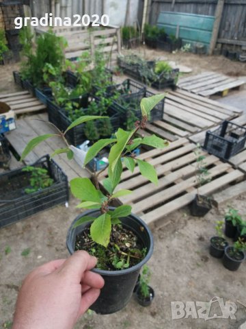 Каликарпа - Налични 2 вида Бяла - Callicarpa dichotoma Albibacea Лилава -Callicarpa dichotoma 'Issai, снимка 7 - Разсади - 42145705