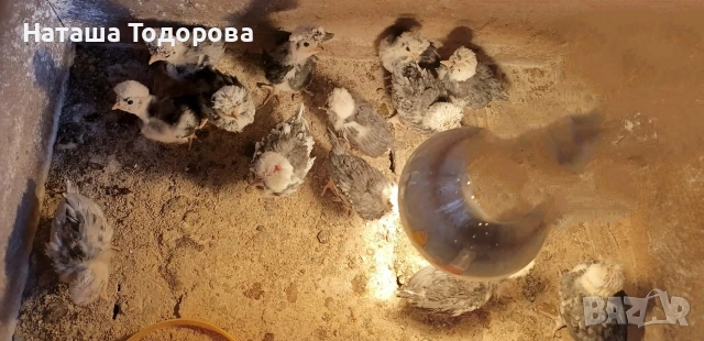 Пилета холандска носачка , снимка 4 - Кокошки и пуйки - 53684301