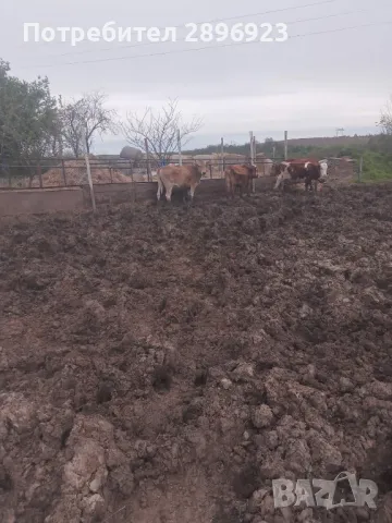 16 броя крави юници, снимка 12 - Крави - 50015524