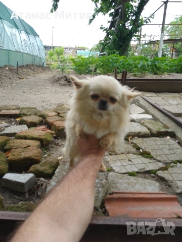 Продавам мъжко мини чихуахуа