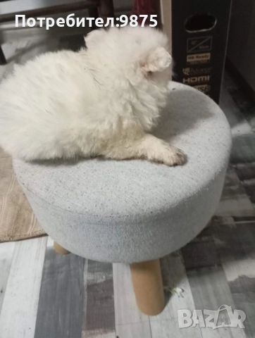 Продавам померани , снимка 4 - Померан - 52887390