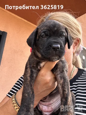 Кане Корсо - Cane Corso кученца