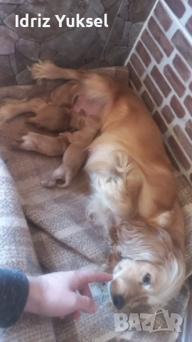 Кокер шпаньолчета