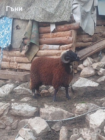 коч кочове овце , снимка 3 - Овце - 53624151