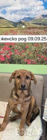 Търся стопани на кученца, снимка 4 - Други - 53074703