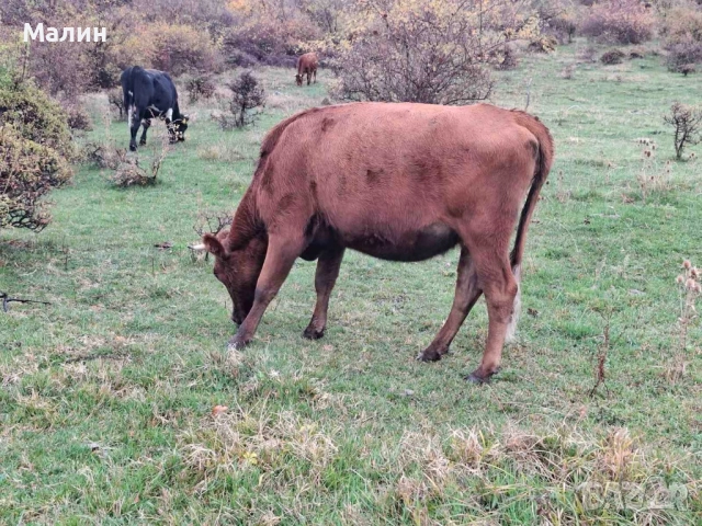 Телета (крави), снимка 3 - Крави - 52690607