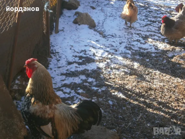 свободни петли, снимка 3 - Кокошки и пуйки - 48934440