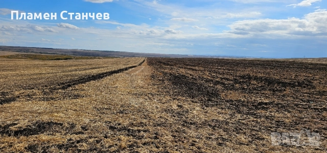 виетнамски прасета, снимка 7 - Дартс - 51886098