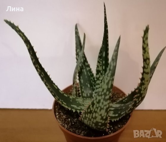 Алое/Aloe saponaria/, снимка 2 - Стайни растения - 41353912