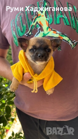 Мъниче чихуахуа, снимка 1