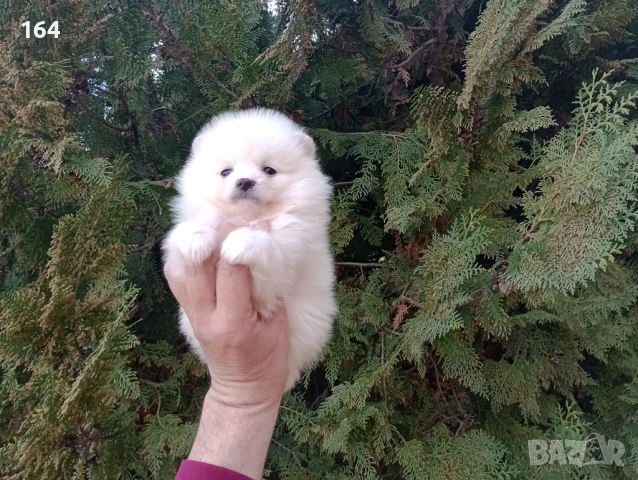 Женски Померан. Реални снимки от 26.02.26 г., снимка 3 - Померан - 53626869