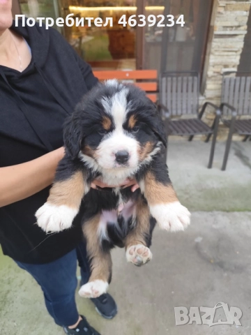 Берски зененхунд