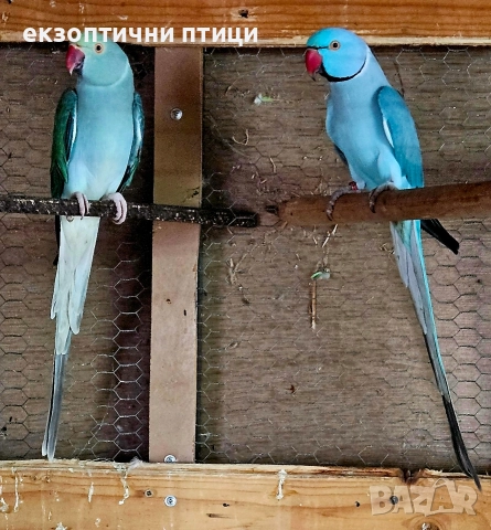 Продавам двойка Александри , снимка 5 - Папагали - 52679555