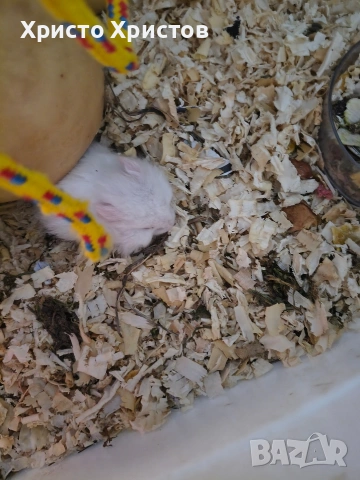 бял хамстер , снимка 3 - Хамстери - 53579359