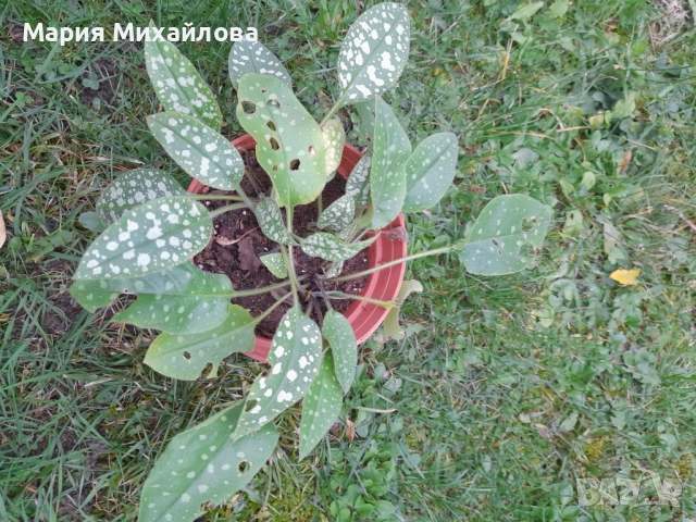 Различни видове градински растения, снимка 10 - Градински цветя и растения - 52291455