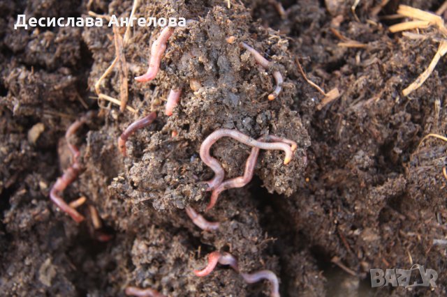 Насипен биотор от червени калифорнийски червеи - НА ЕДРО, снимка 7 - Тор и почвени смеси - 26836874