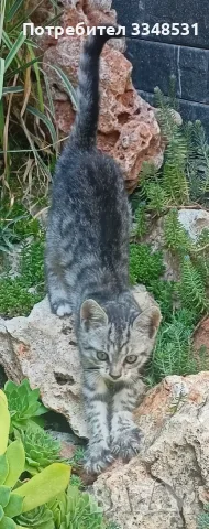 Коте на около два месеца търси дом, снимка 2 - За котки - 55879219