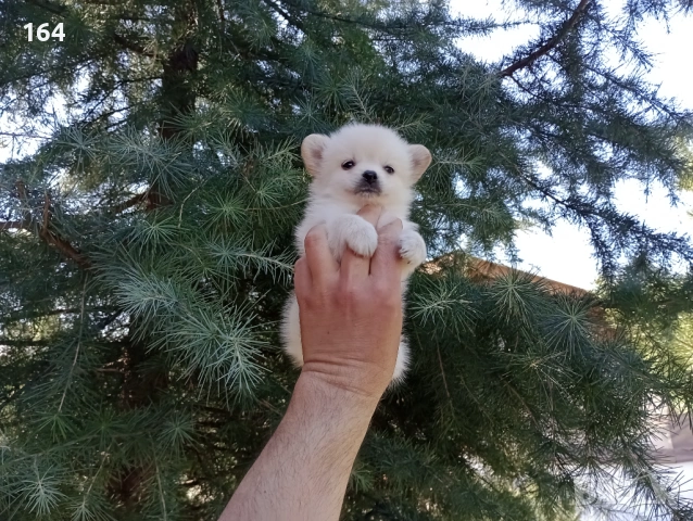 Мини Шпиц - Померан. Мъжки и женски кученца. , снимка 2 - Померан - 53806967