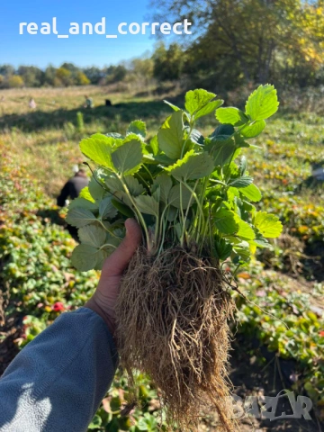 НЕВЕРОЯТЕН СВЕЖ РАЗСАД Ягоди и Малини от Произведител, снимка 9 - Разсади - 53487031