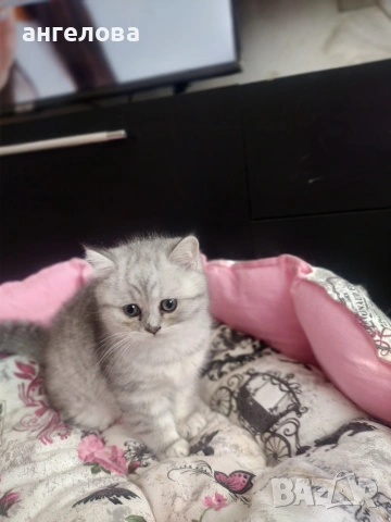 Сребърна чинчила , снимка 6 - Британска късокосместа - 53581047