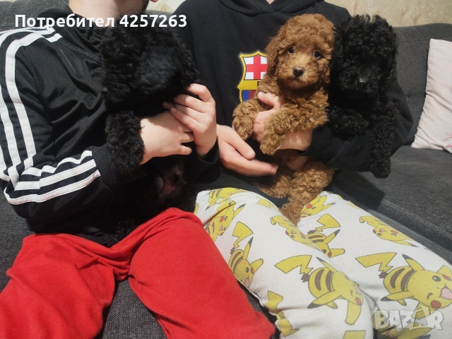 Чистокръвен ТОЙ пудел