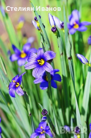 Сисиринхиум, синеока трева (Sisyrinchium angustifolium), снимка 4 - Градински цветя и растения - 40472603